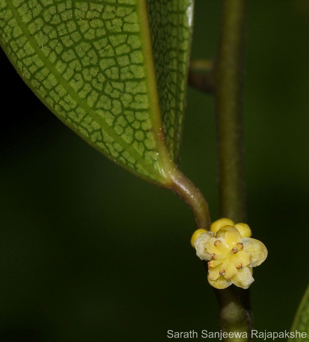 Hypserpa nitida Miers ex Benth.